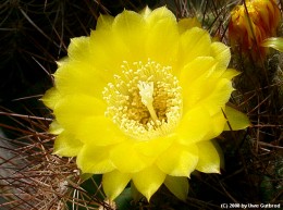 Echinopsis cv.         